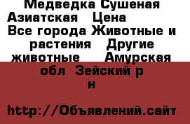 Медведка Сушеная Азиатская › Цена ­ 1 400 - Все города Животные и растения » Другие животные   . Амурская обл.,Зейский р-н